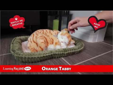 Orange Tabby Perfect Petz