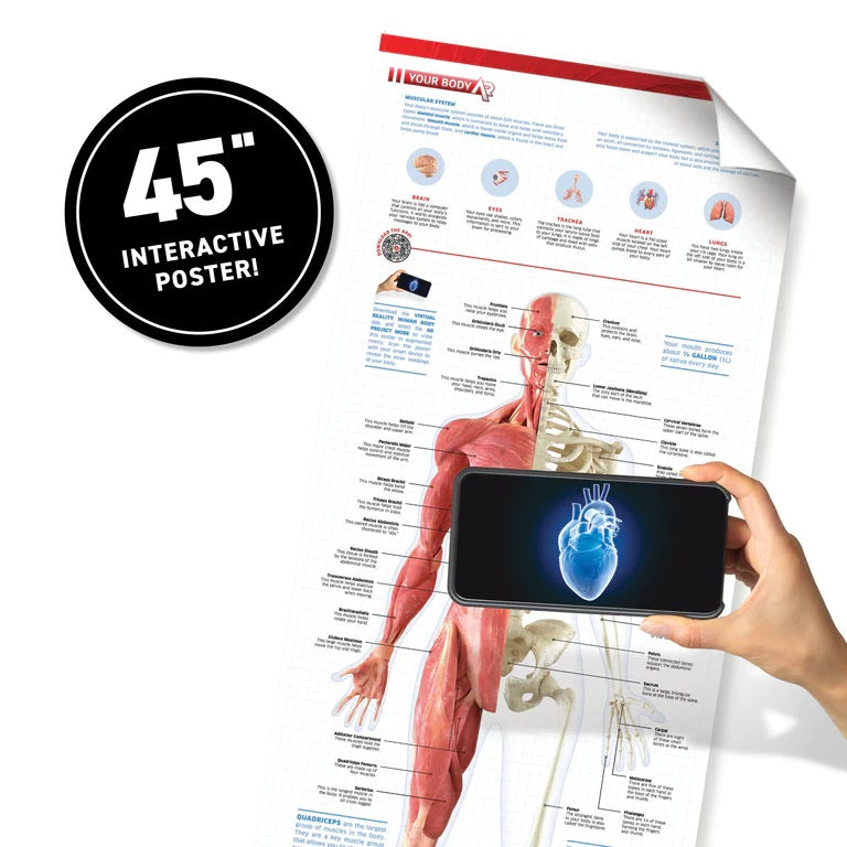 Virtual Reality Human Bdy