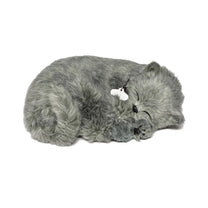 Perfect Petzzz