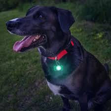 Pupbrightz Paw and Bone