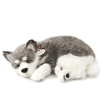 Perfect Petzzz