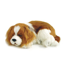Perfect Petzzz