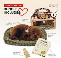 Chocolate Lab