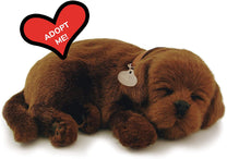 Chocolate Lab