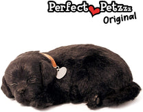 Black Lab-1