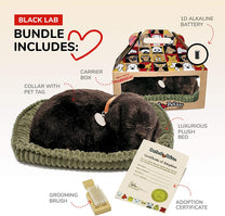 Black Lab-2