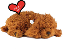 Toy Poodle-3