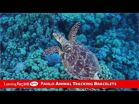 Coral Reef Pink Bracelet