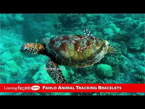 Polar Bracelet Papillae