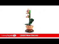 Mini Orchid