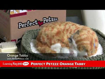 Mini Orange Tabby