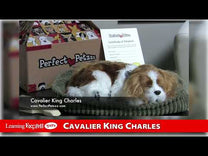 Cavalier King Charles