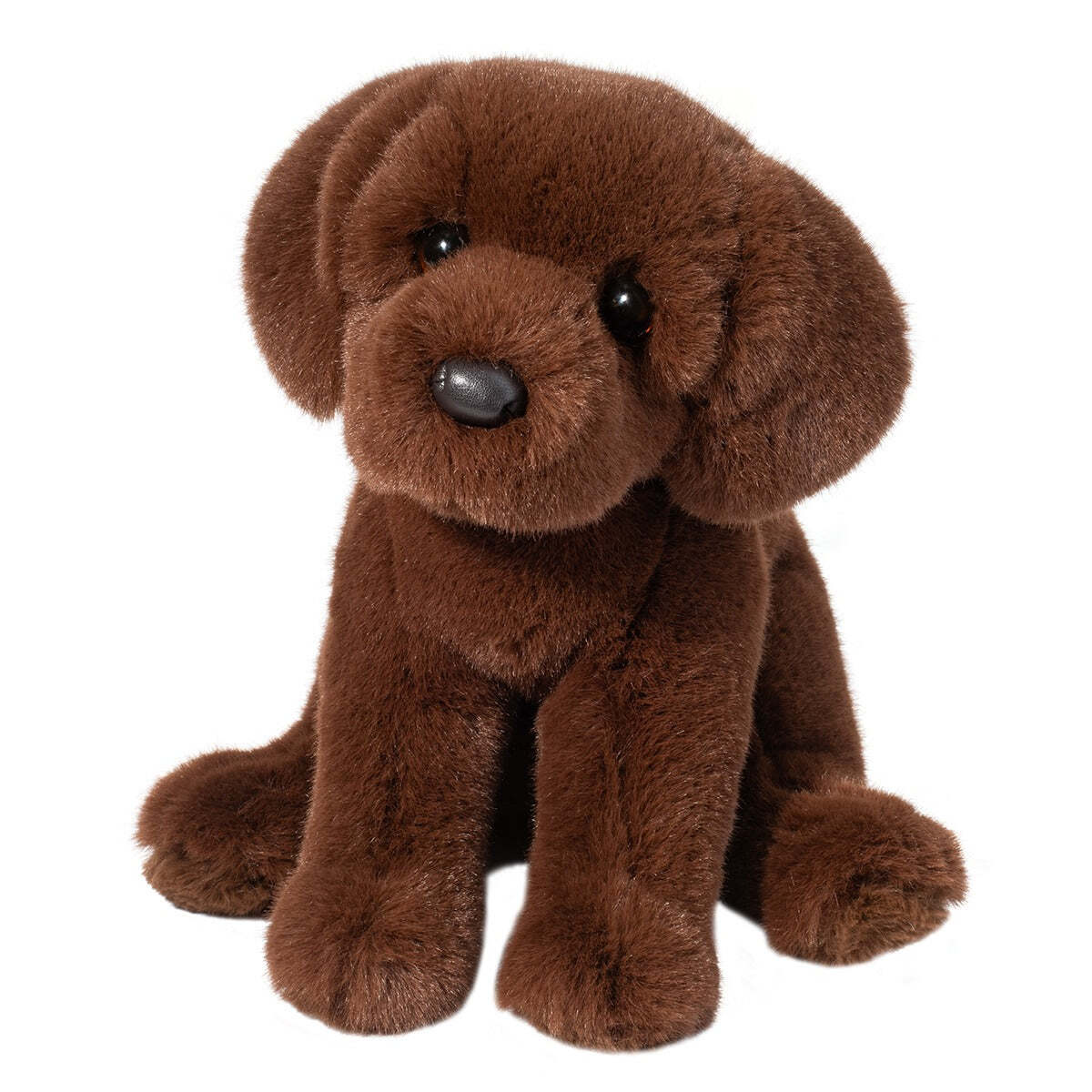 Zoom Chocolate Lab-1