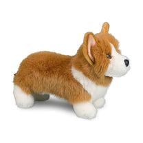Louie Corgi-3