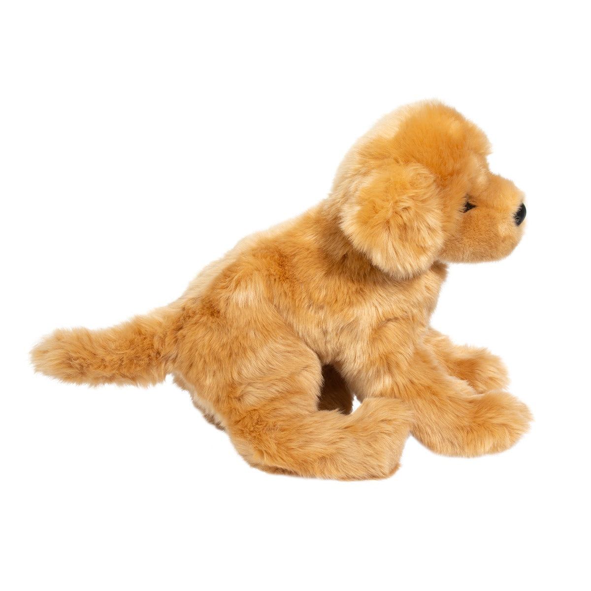 Bella Golden Retriever-4