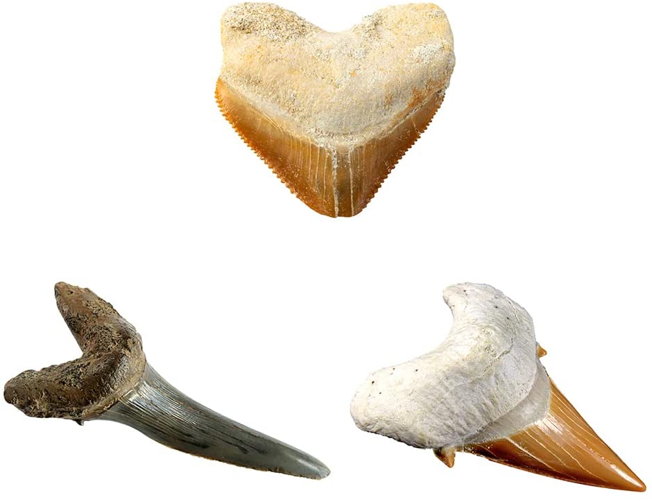 Ng Shark Tooth Dig Kit-5