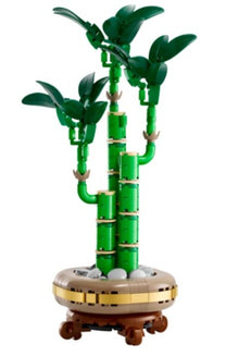 Lucky Bamboo